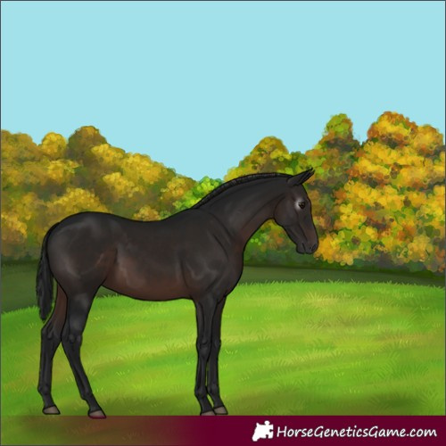 Horse Color:Gray Bay 