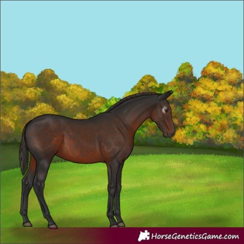 Horse Color:Gray Liver Chestnut 