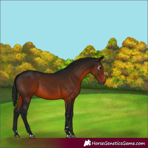 Horse Color:Gray Brown 