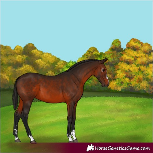 Horse Color:Gray Bay 