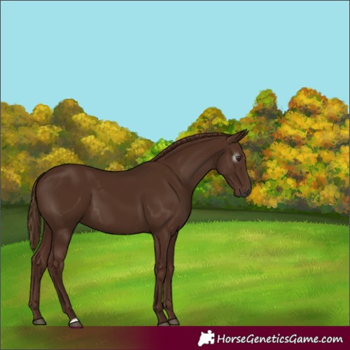 Horse Color:Gray Chestnut 