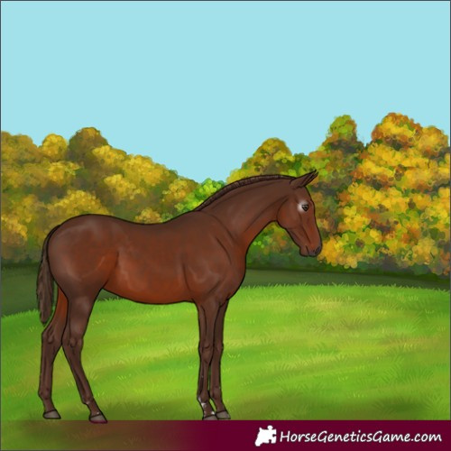 Horse Color:Gray Chestnut 
