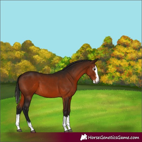 Horse Color:Gray Bay Splash 