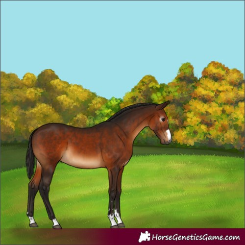 Horse Color:Gray Bay 