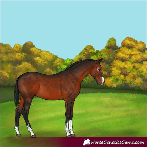 Horse Color:Gray Bay 