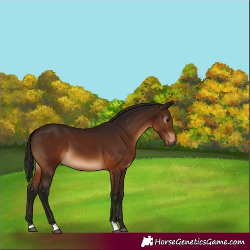 Horse Color:Gray Bay 