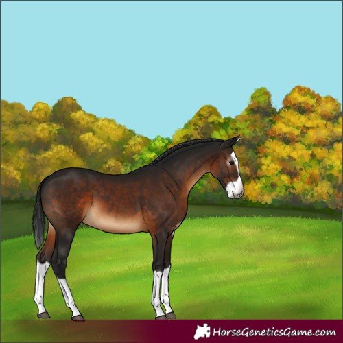Horse Color:Gray Brown Splash 