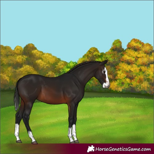 Horse Color:Gray Brown Splash 