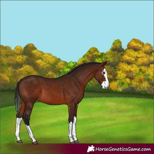 Horse Color:Gray Bay Splash 