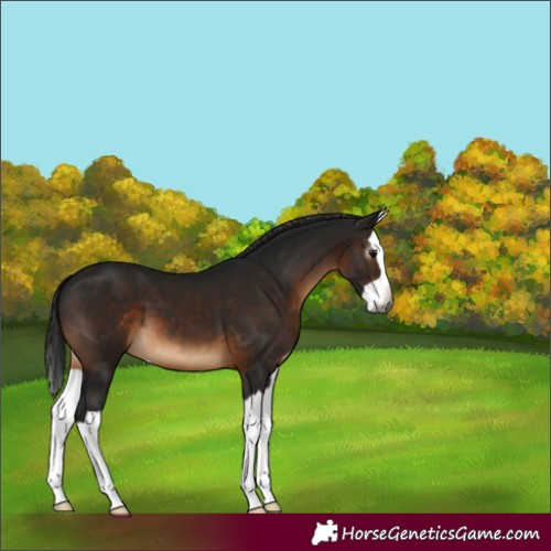 Horse Color:Gray Brown Splash 