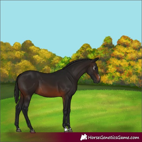 Horse Color:Gray Brown 