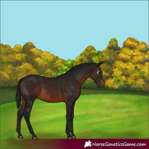Horse Color:Gray Brown 