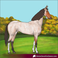 Horse Color:Bay Roan Tobiano