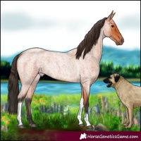 Horse Color:Bay Roan Tobiano 