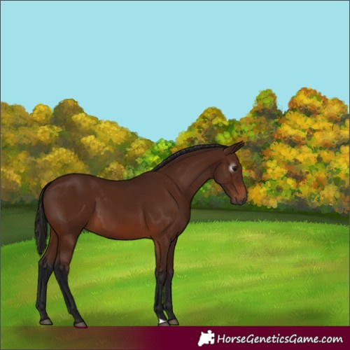 Horse Color:Gray Bay 