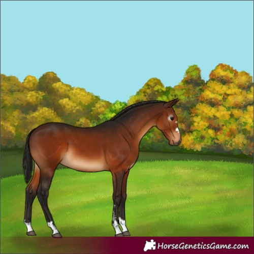 Horse Color:Gray Bay 