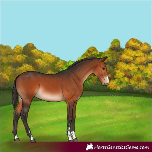 Horse Color:Bay 