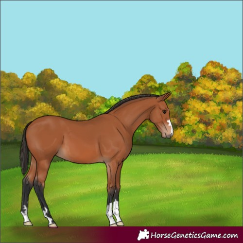 Horse Color:Bay 