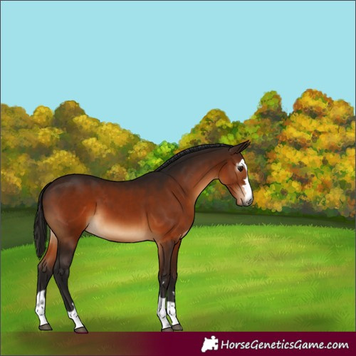 Horse Color:Gray Bay 