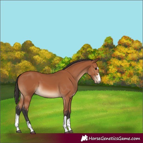 Horse Color:Bay 