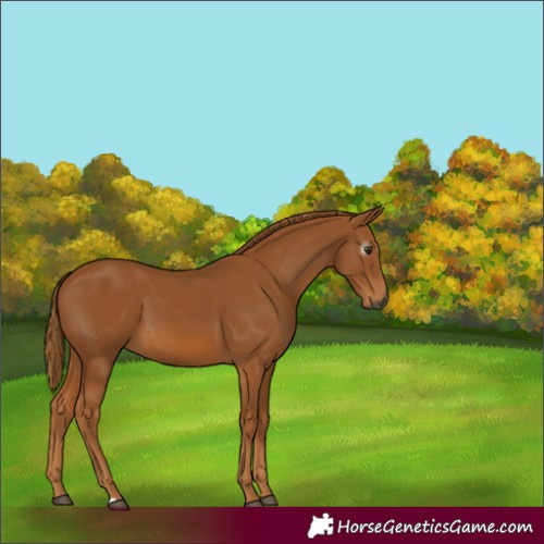 Horse Color:Gray Chestnut 