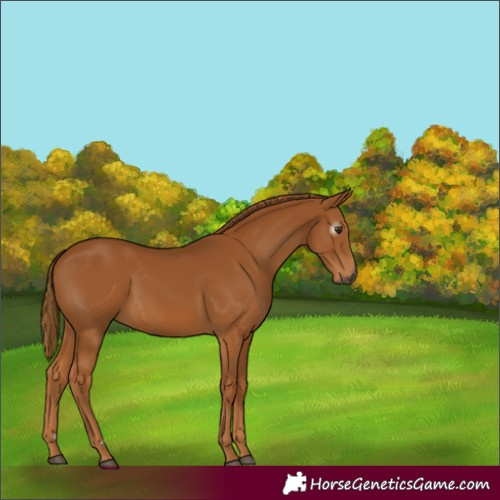 Horse Color:Gray Chestnut 