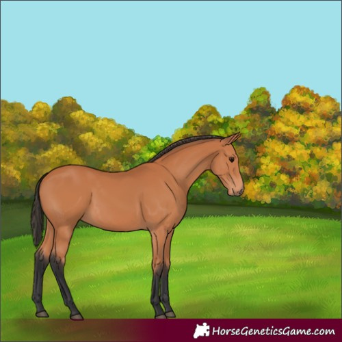 Horse Color:Bay 