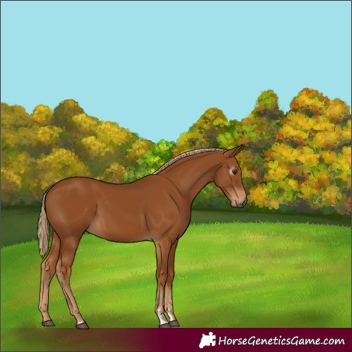 Horse Color:Gray Chestnut 
