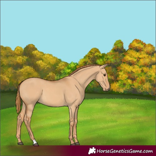 Horse Color:Red Dun 