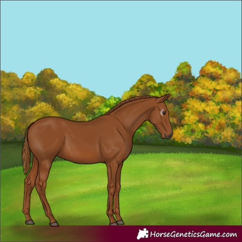 Horse Color:Gray Chestnut 