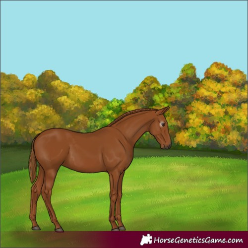 Horse Color:Gray Chestnut 