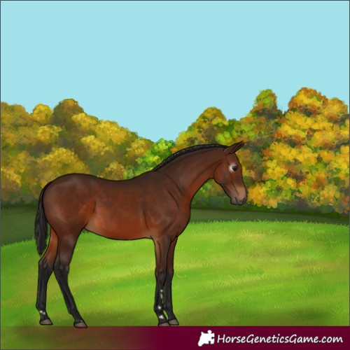 Horse Color:Gray Bay 