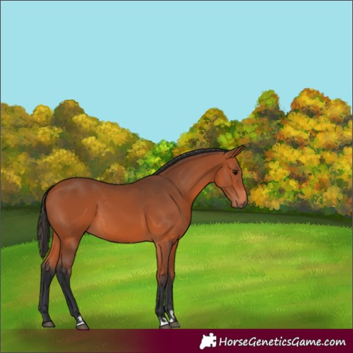 Horse Color:Bay 