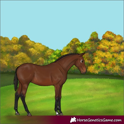 Horse Color:Gray Bay 