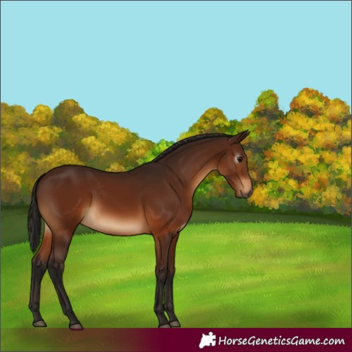 Horse Color:Gray Bay 