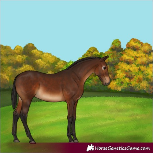 Horse Color:Gray Bay 