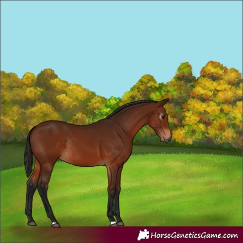 Horse Color:Gray Bay Rabicano 