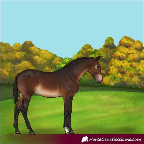 Horse Color:Gray Bay 