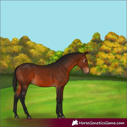 Horse Color:Gray Bay 
