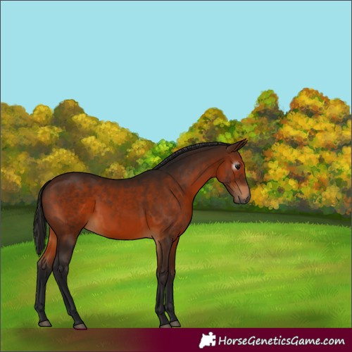 Horse Color:Gray Bay Rabicano 