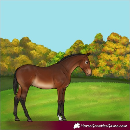 Horse Color:Gray Bay 