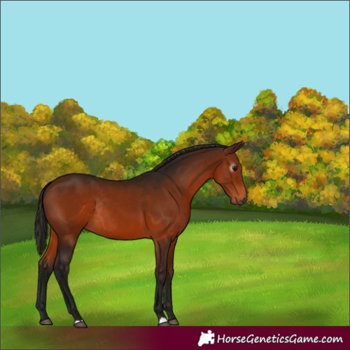 Horse Color:Gray Bay Rabicano 