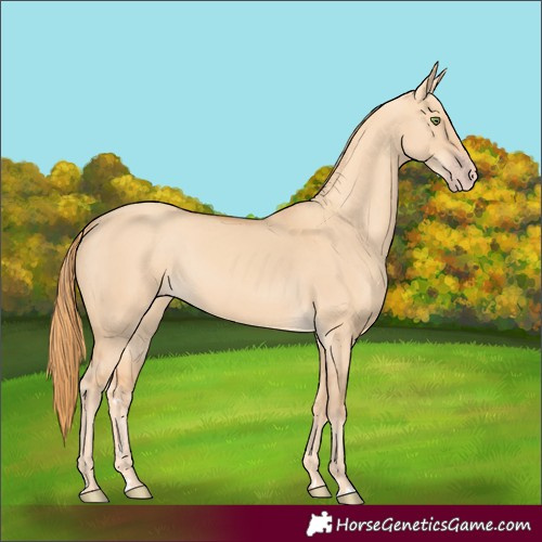 Horse Color:Gold Champagne Dun 