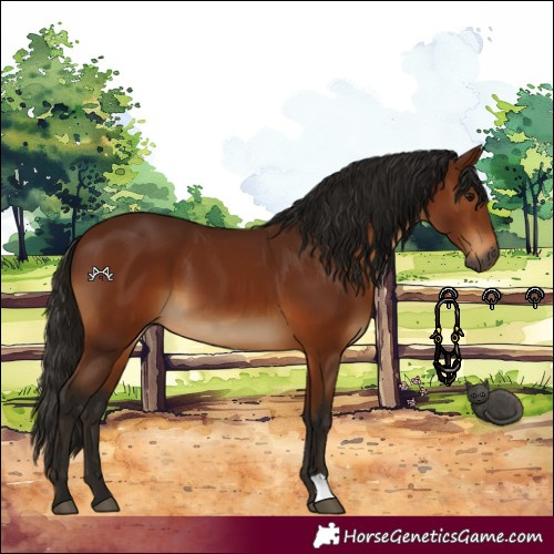 Horse Color:Gray Bay 