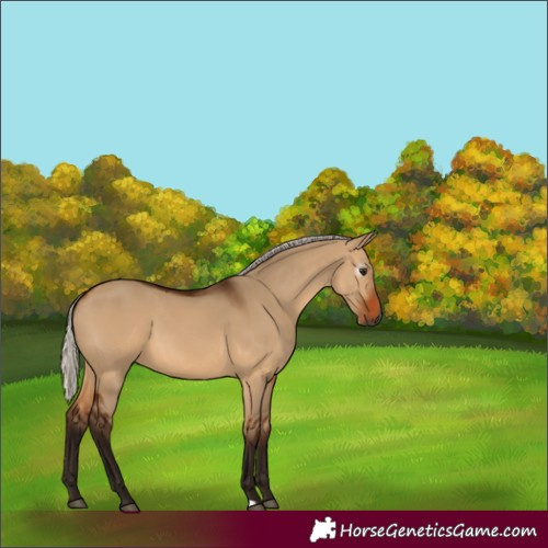 Horse Color:Gray Silver Bay Dun 