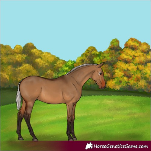 Horse Color:Gray Silver Bay Dun 