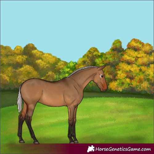 Horse Color:Gray Silver Bay Dun 