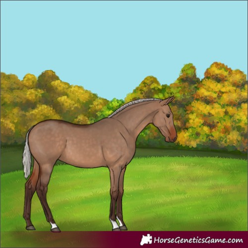 Horse Color:Silver Brown Dun 