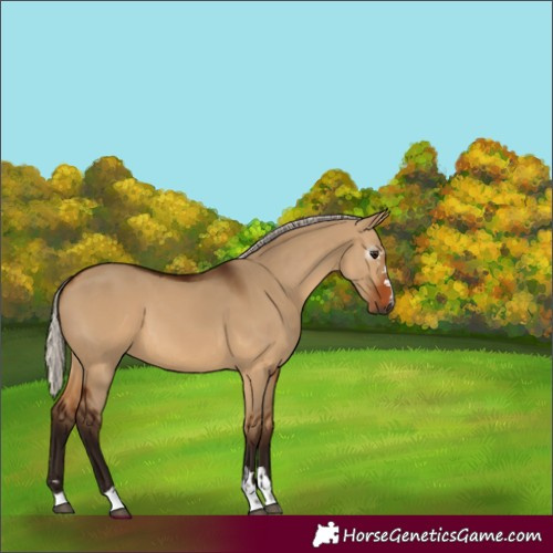 Horse Color:Gray Silver Bay Dun 