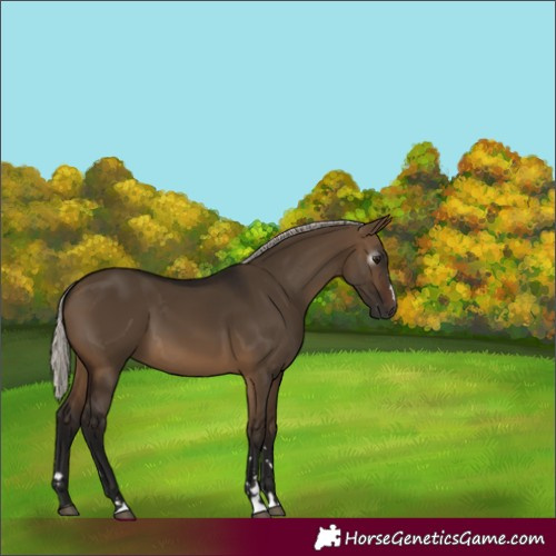 Horse Color:Gray Silver Brown Dun 